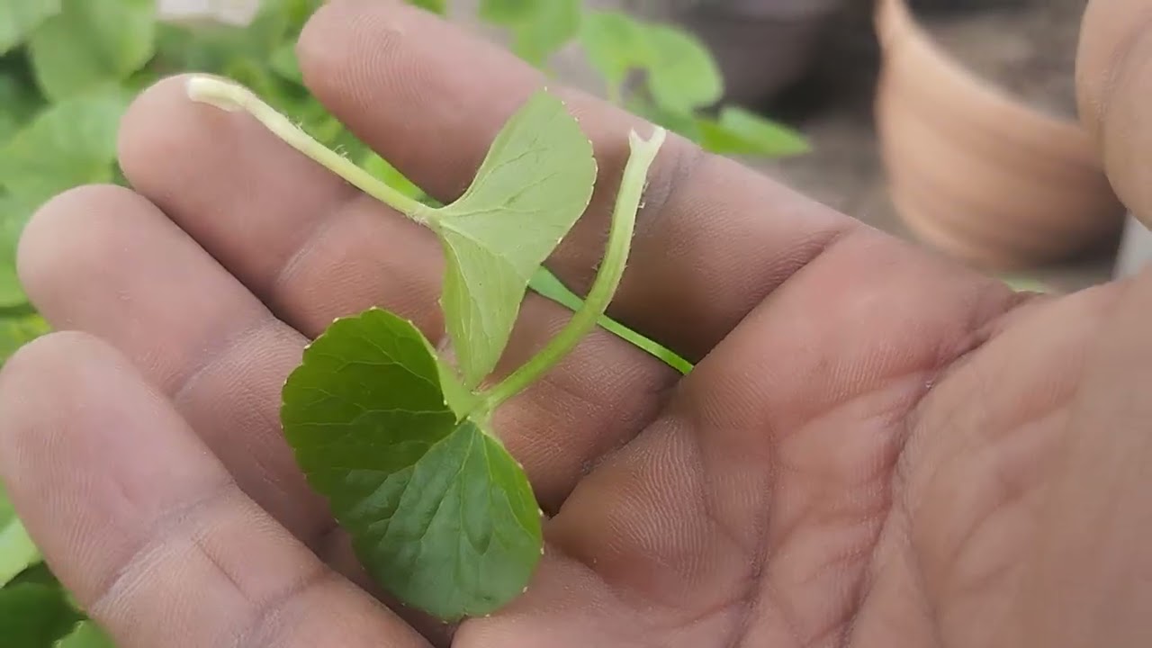 ঔষধি উদ্ভিদ থানকুনি পাতা কেন খাবেন।