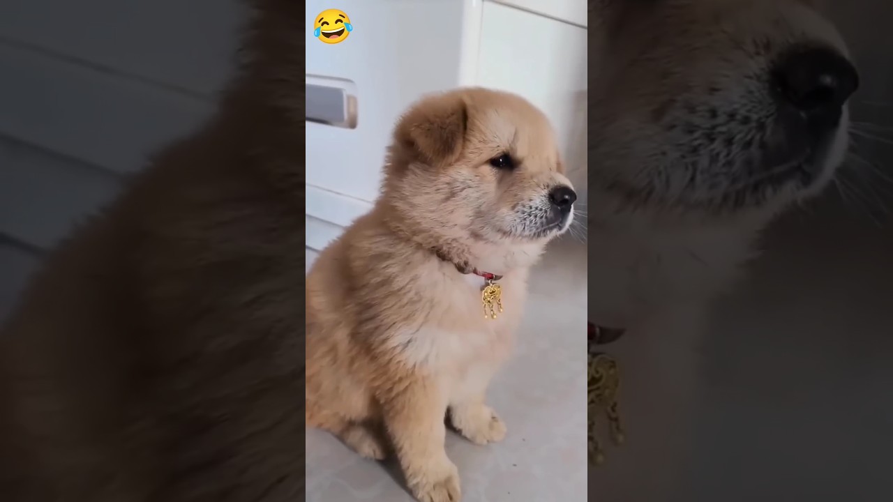 wait for last reaction 😂😆🤪, cute ollie