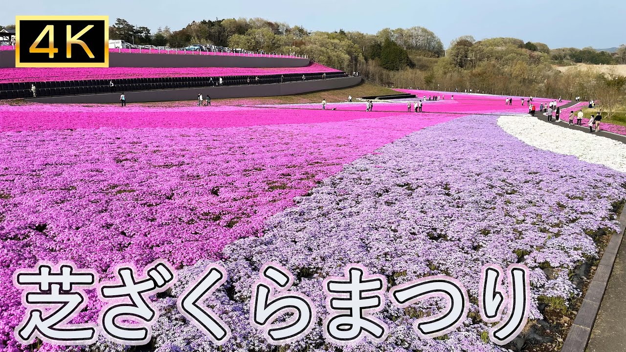 [シバザクラ]芝ざくらまつり ～芝ざくら公園～ Moss Phlox Festival