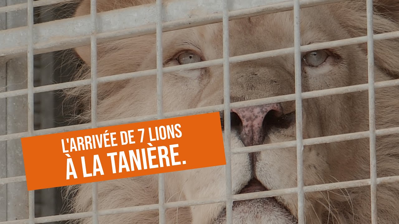 L'arrivée de 7 lions à La Tanière. 🦁💛