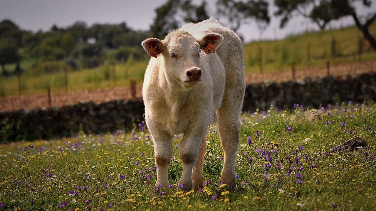 Raza de Ganado Charolais Parte 2 Cap.204