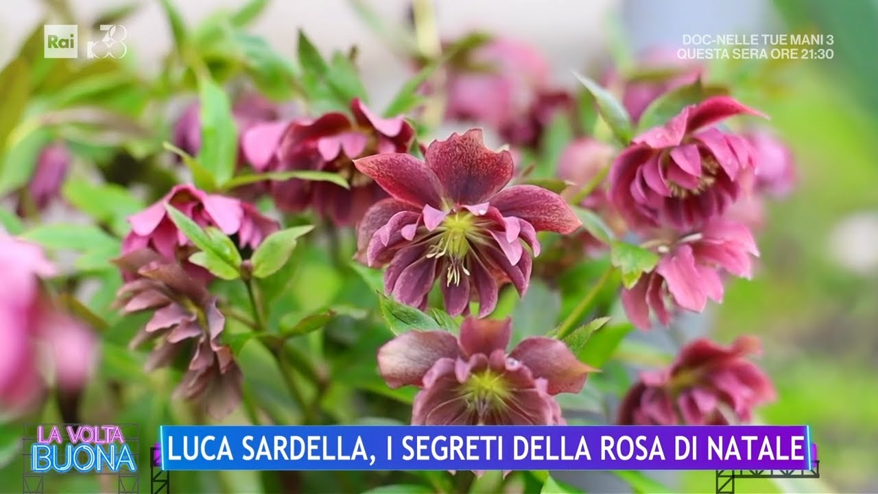Luca Sardella, i segreti della rosa di Natale - La Volta Buona 01/02/2024