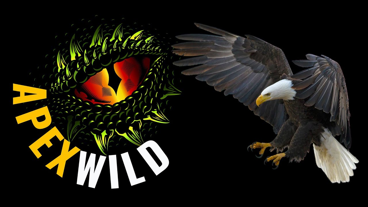 Conservation Success Story: Bald Eagle