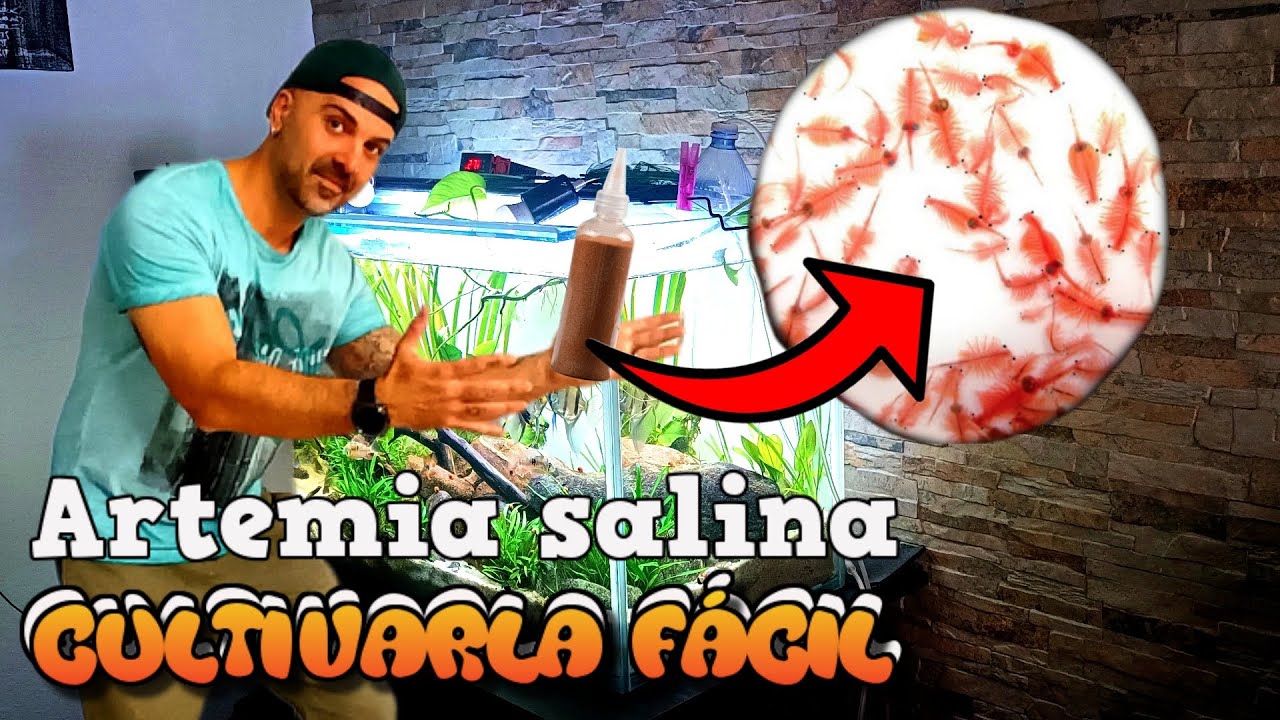 C&oacute;mo eclosionar y recolectar ARTEMIA / La forma m&aacute;s F&Aacute;CIL 🐟 TUTORIAL COMPLETO