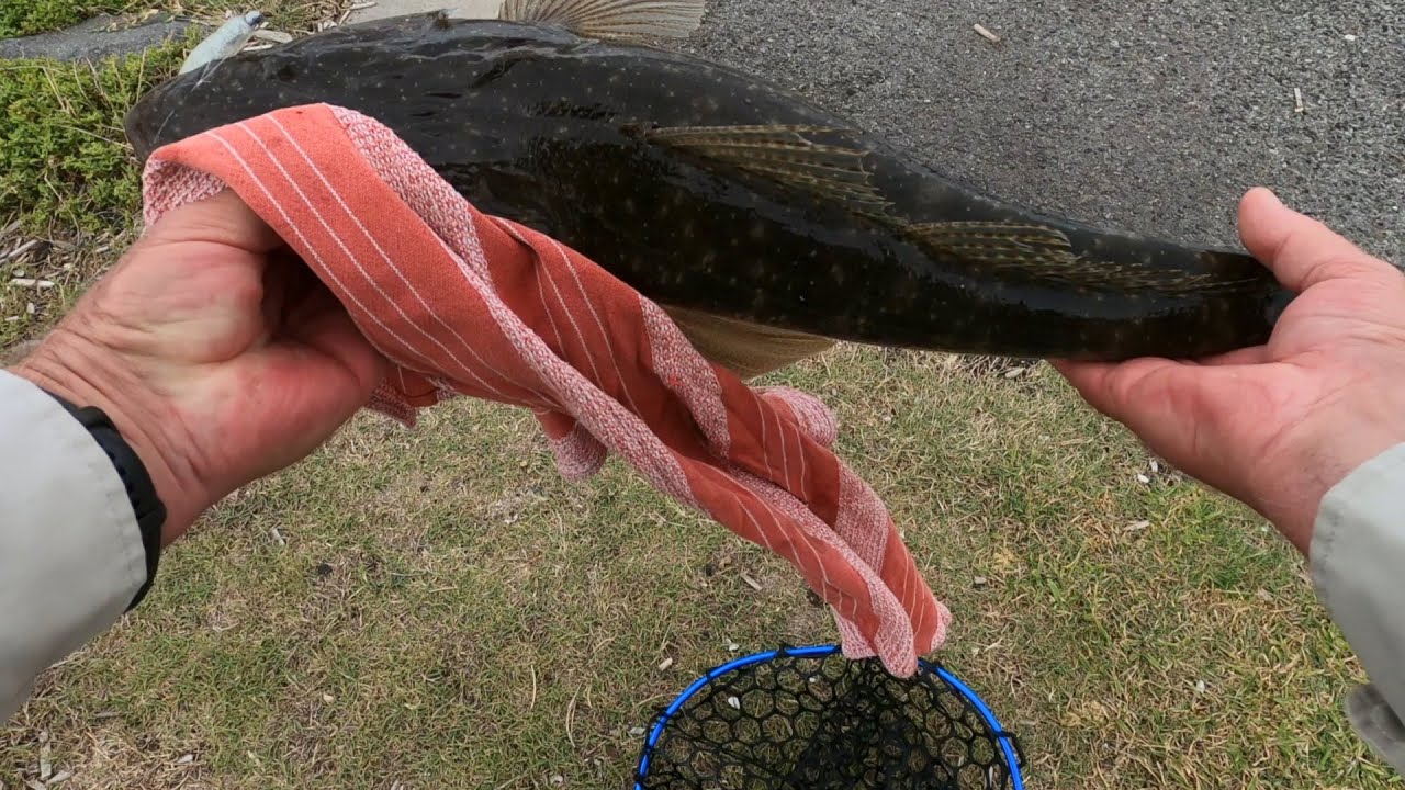 Four fish landed from four strikes.