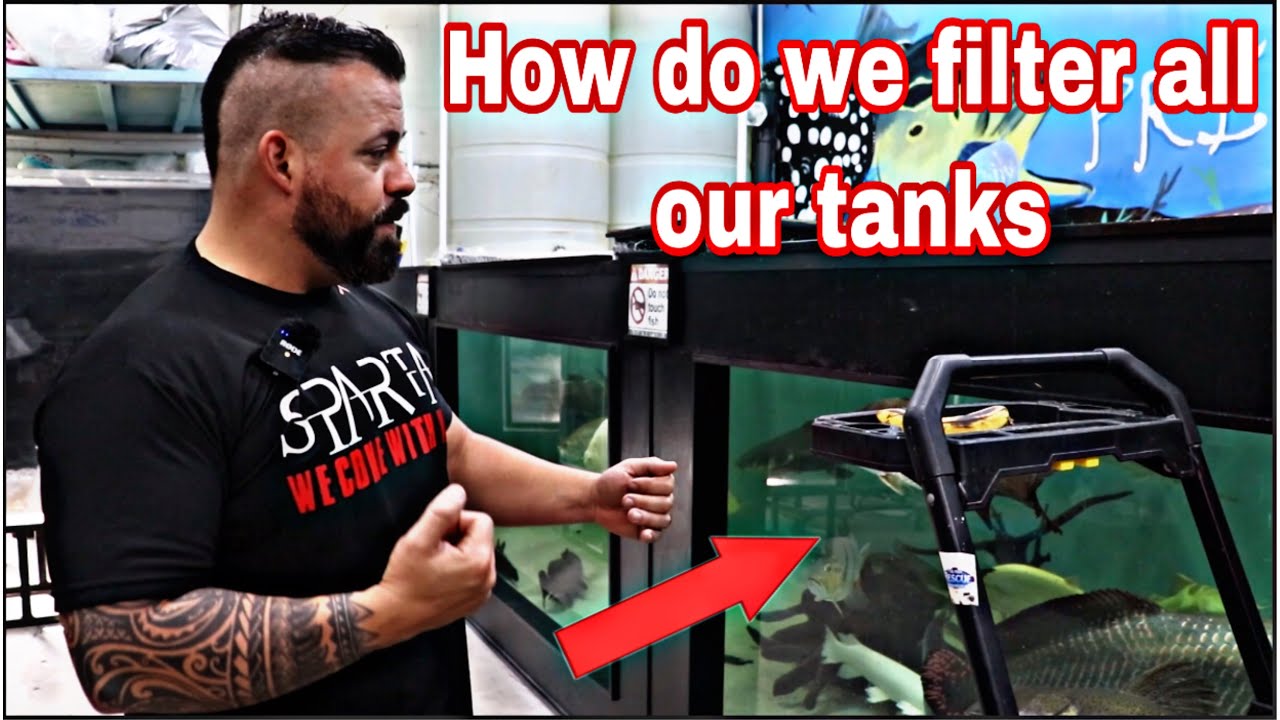 AQUARIUM filtration system *HOW*  WE KEEP GOOD HEALTHY FISH at PREDATORY FINS