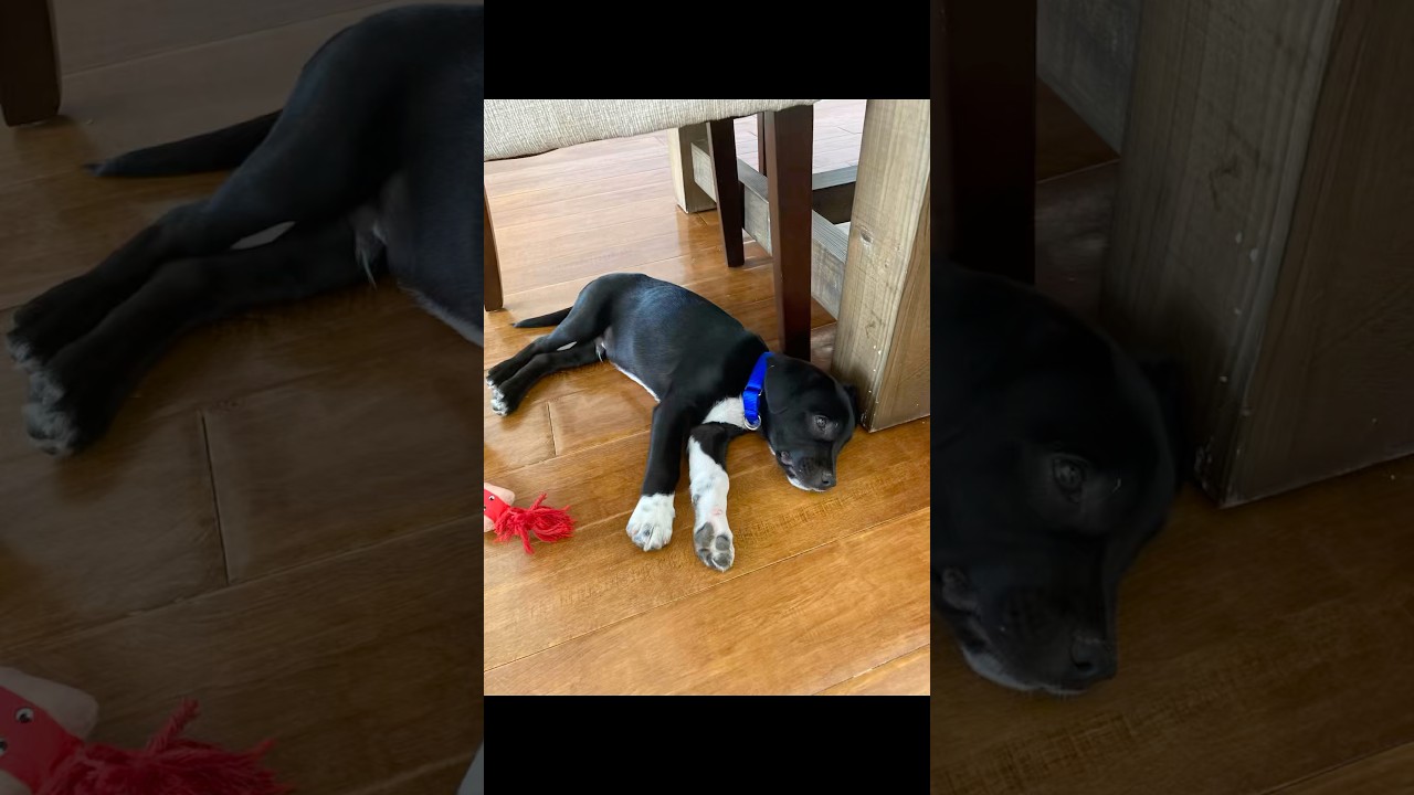 My dog #aieffect