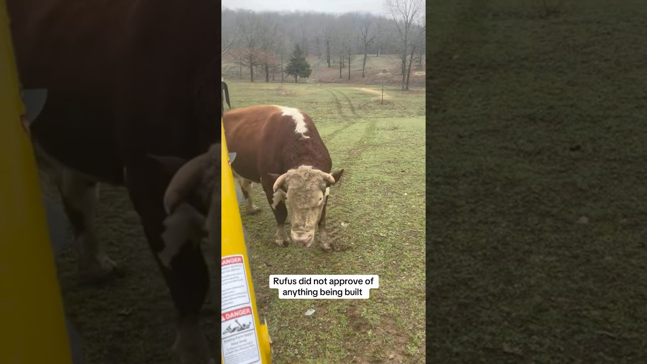 Rufus is pissed! 😡 #shorts #bull #farming #farmer #cow