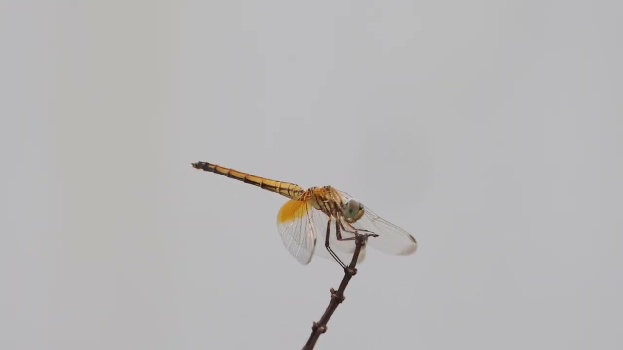 Dragonfly (Scientific name: Anisoptera) #dragonfly #4k