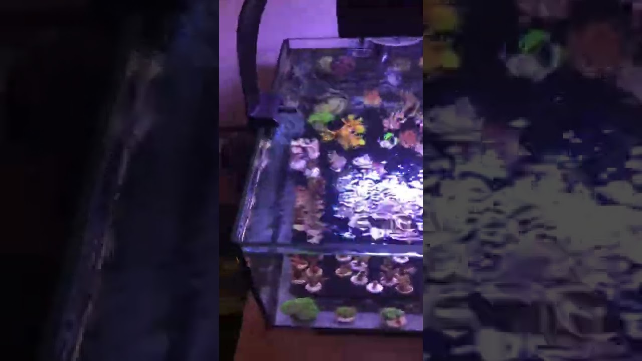 海缸/硬骨，重要检测 1 ： 水色/黄色物质/ 臭氧的使用