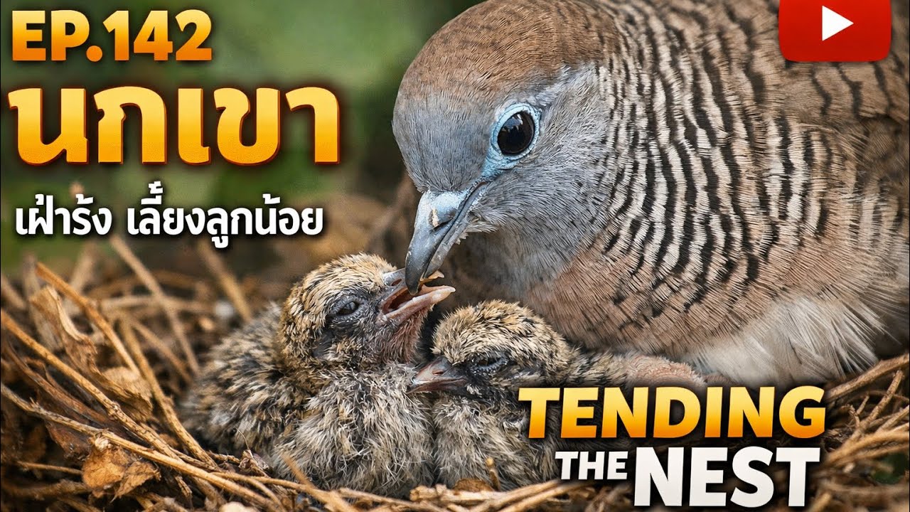 EP142 นกเขา This close-up footage captures the intimate moments of a Zebra Dove tending to its nest.
