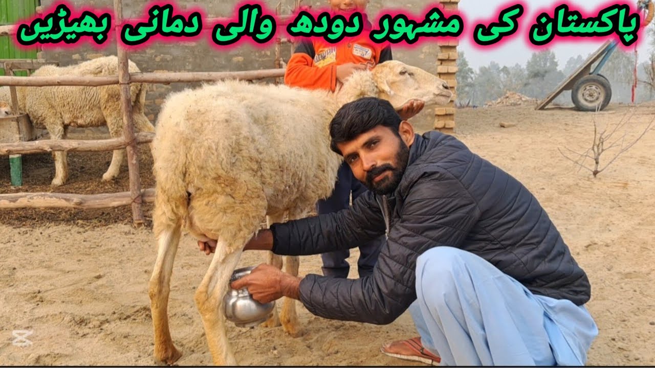 Best Milking Sheep Breed in Pakistan: dmani sheep farming