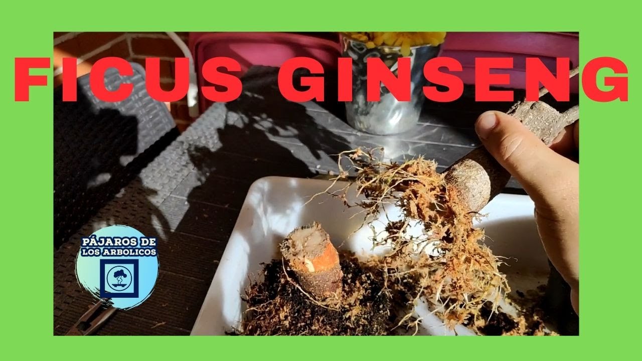 ✌FICUS GINSENG IKEA✌ Quitar ACODO AÉREO - Tomas IMPRESIONANTES - para BONSAI o MACETA