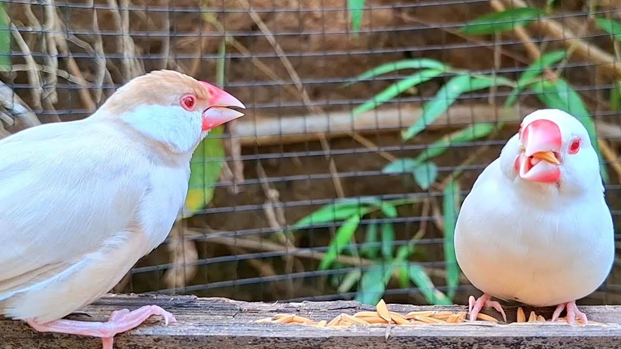 Java sparrows were singing loudly, as if on a battlefield. Their songs echoed throughout the forest.