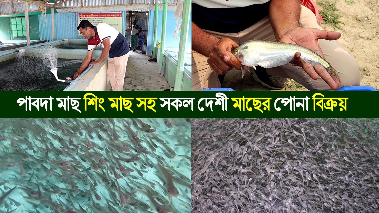 ময়মনসিংহের উদ্যোক্তা রিফাত বিভিন্ন মাছের পোনা উৎপাদন করে।পাবদা মাছ,শিং মাছের পোনা বিক্রয় করা হয়।