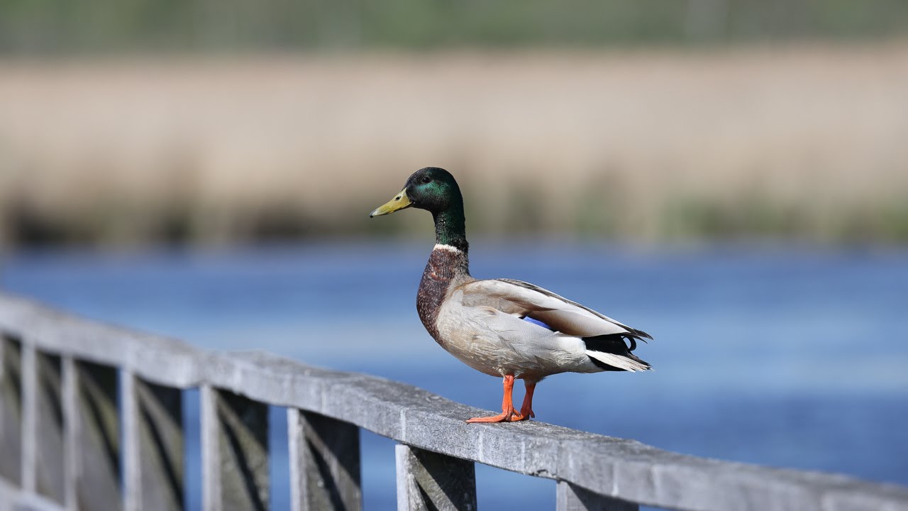 Frühling am Federsee