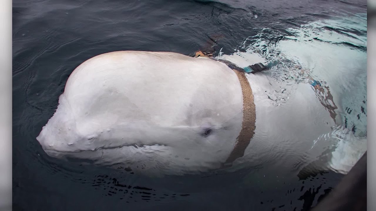 Beluga whale with Russian harness raises alarm in Norway - CNN