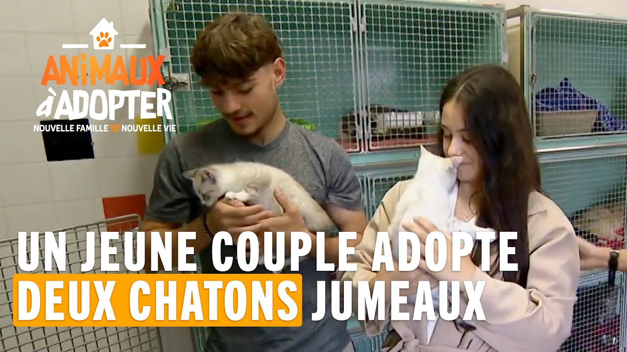 Un jeune couple adopte deux chatons pour leur premier emménagement ! Animaux À Adopter