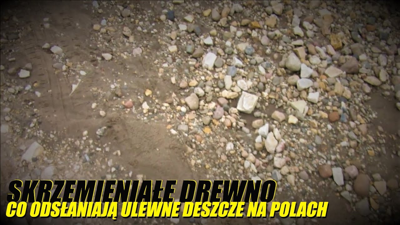 'POLNE' SKAMIENIAŁE DREWNO PO ULEWNYCH DESZCZACH (Strzelce Opolskie, Sierpień 2022)
