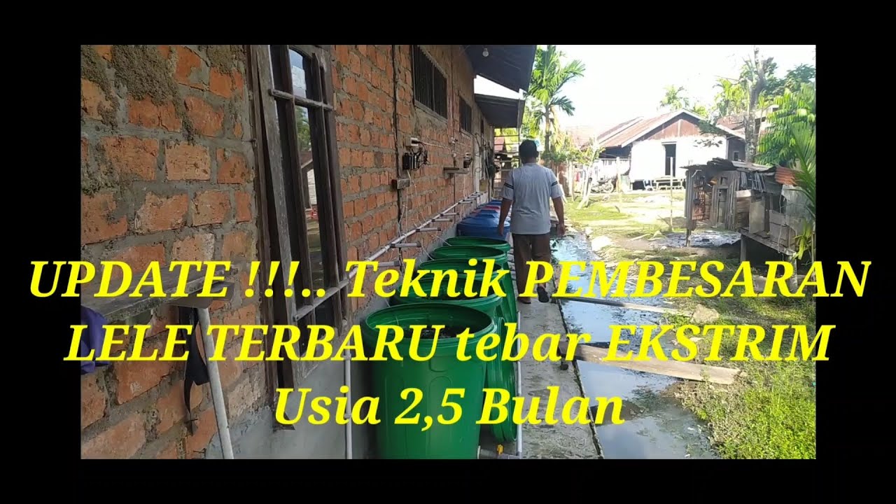 #CATFISH UPDATE !!!... Teknik PEMBESARAN LELE TERBARU Tebar EKSTRIM, Usia 2,5 Bulan.