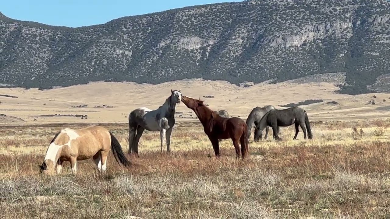 Onaqui Wild Horses October 2025