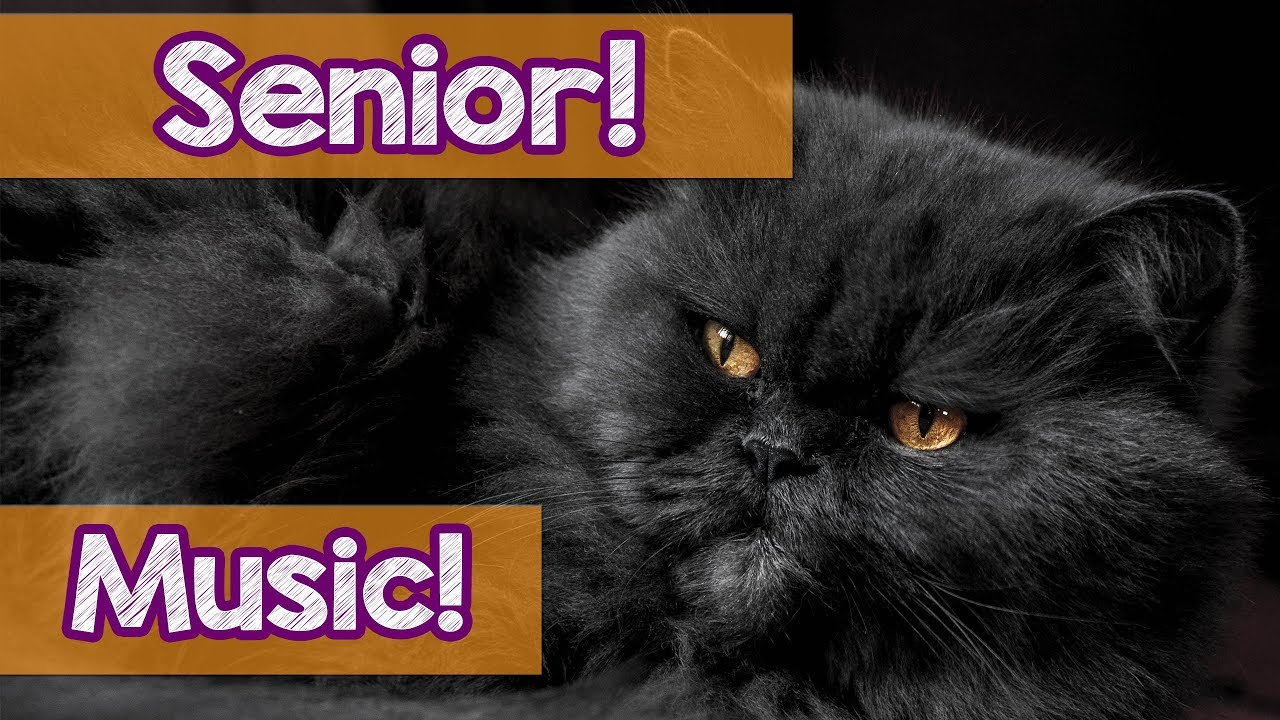 1 Hour Cat Music For Senior Cats, Relax Your Older Cat With Our Soothing music! Helped 4 Million Cat