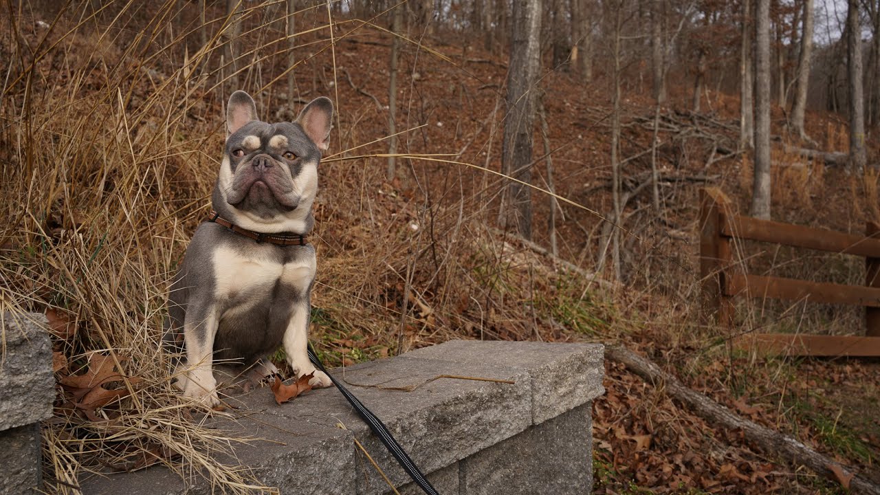 French Bulldog loves hiking