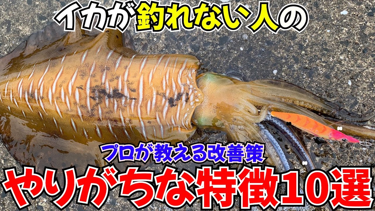 【釣れない方、初心者必見】春イカエギングでアオリイカが釣れない原因10選！プロから学ぶエギング講座