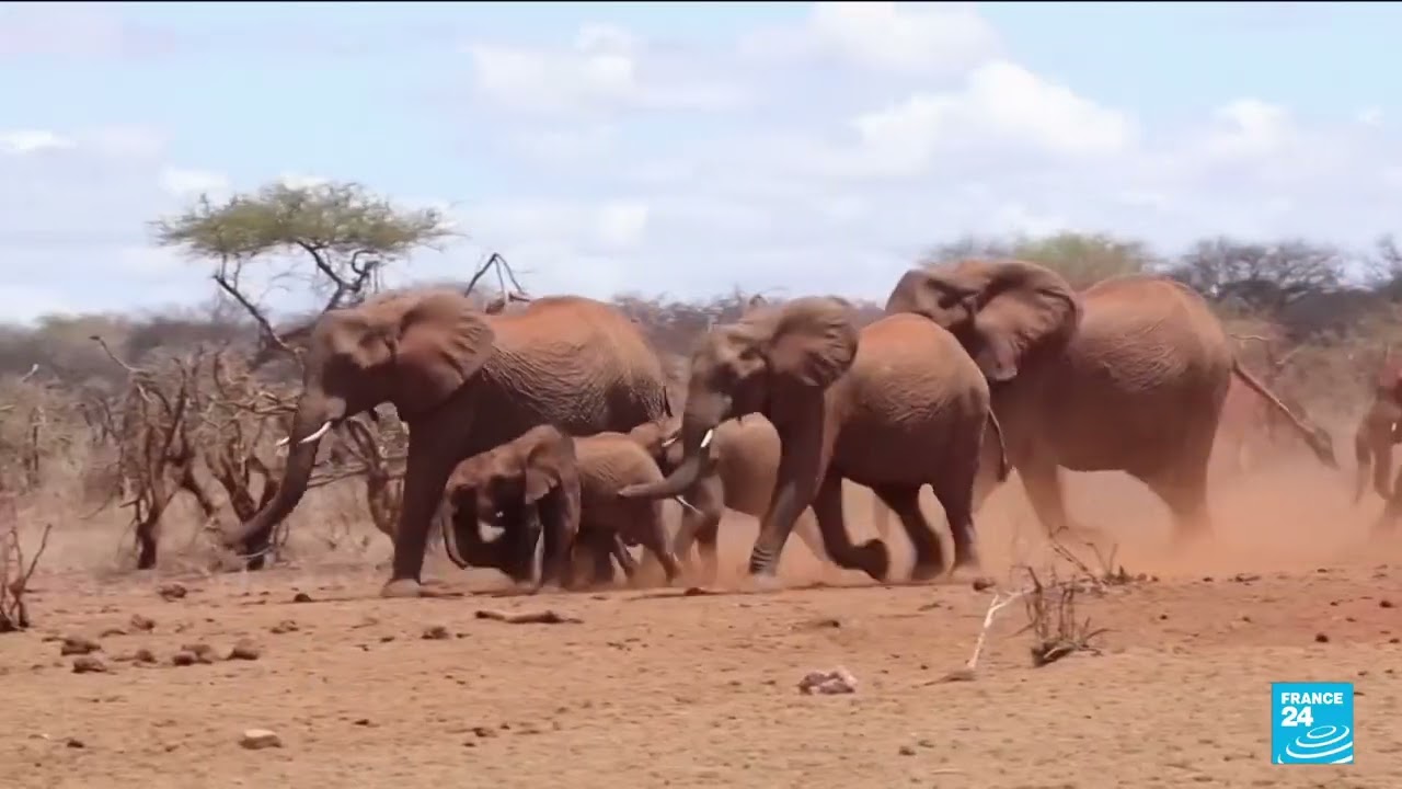 Hundreds of animals die in Kenyan wildlife preserves amid region&rsquo;s worst drought in decades