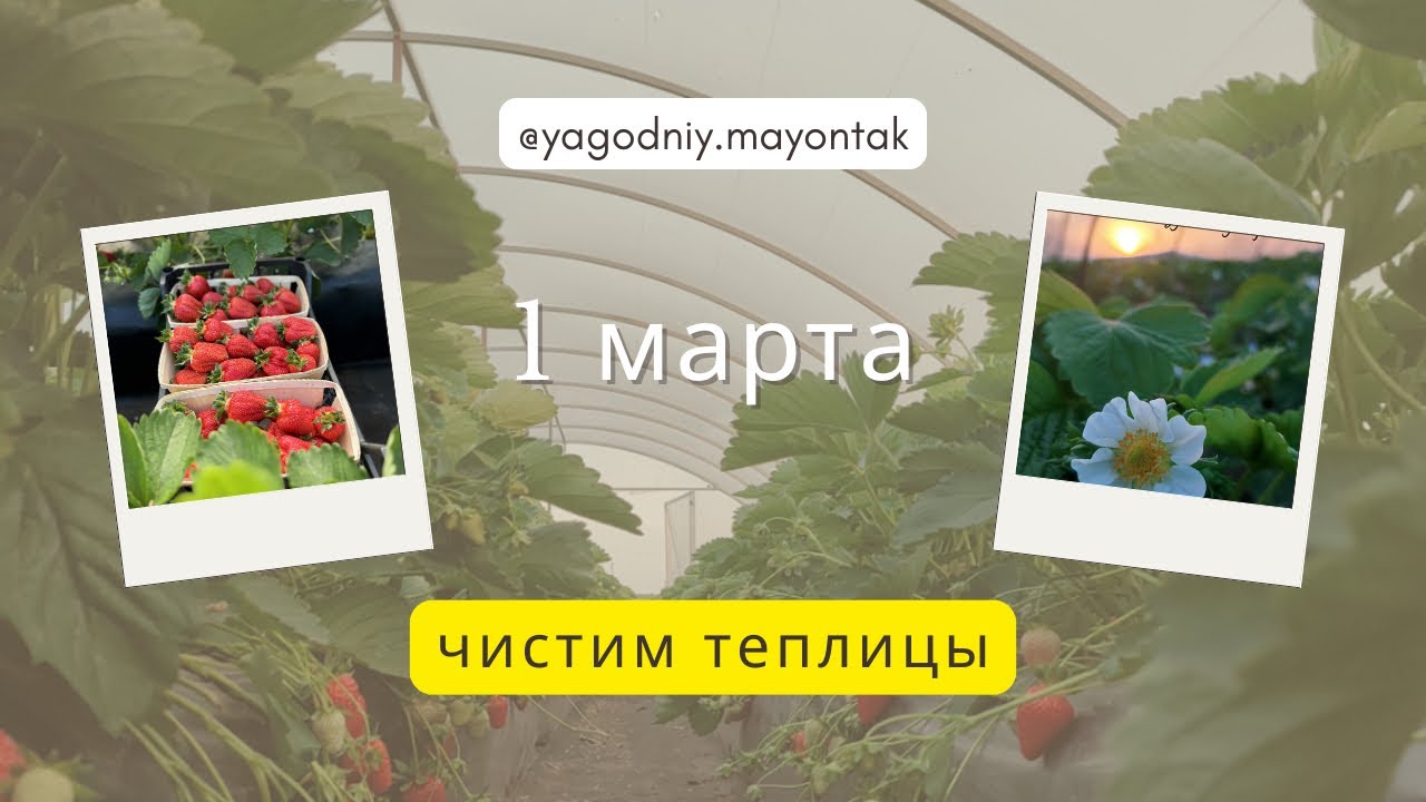 Первый день Весны! Не смогли установить дуги, чтобы накрыть спанбондом🍓