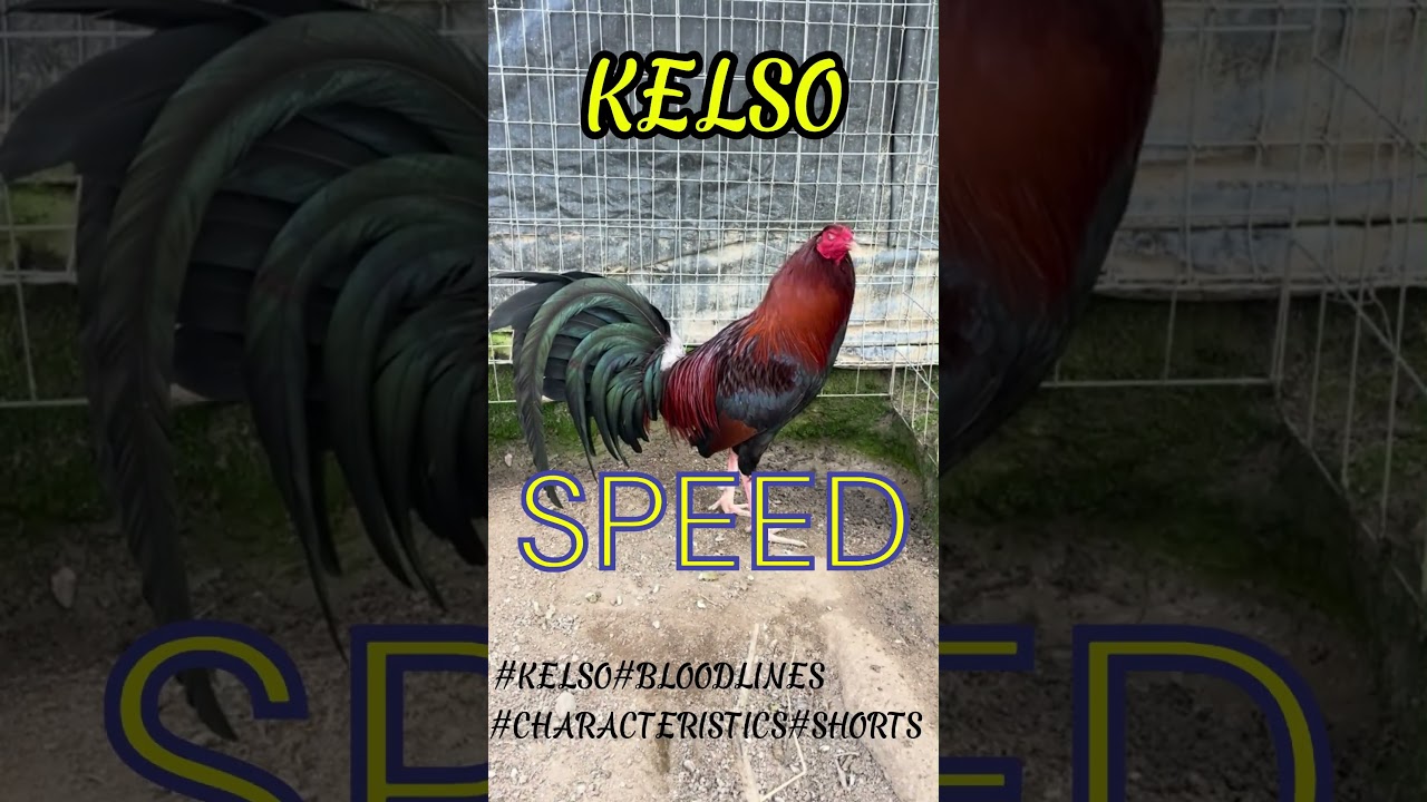 #KELSO#BLOODLINES#CHARACTERISTICS#SHORTS#gamefowl
