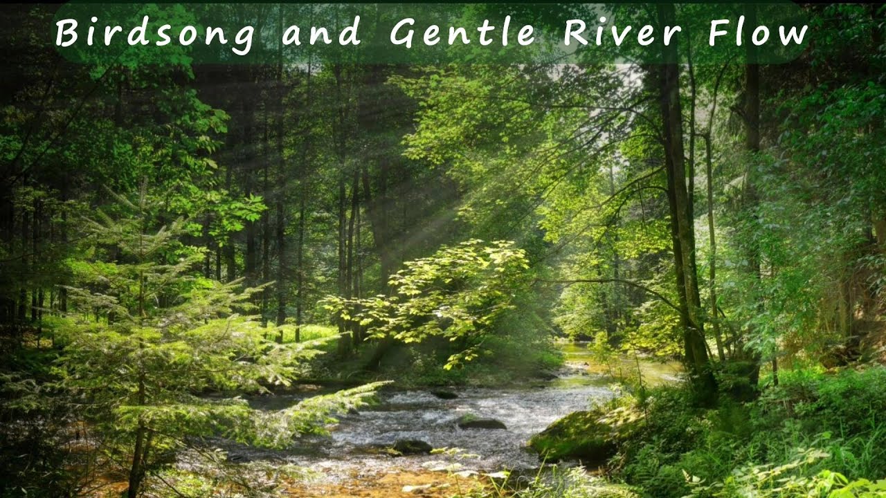 Soothing Sounds of Nature: Birds Chirping and River Flowing | Relax and Unwind