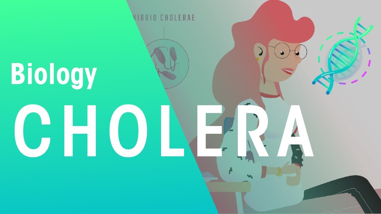 Cholera | Health | Biology | FuseSchool