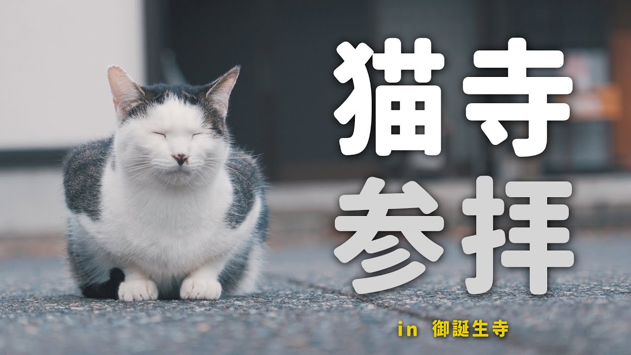 【野良猫？】猫寺の猫ちゃんに会ったら昇天した　in御誕生寺