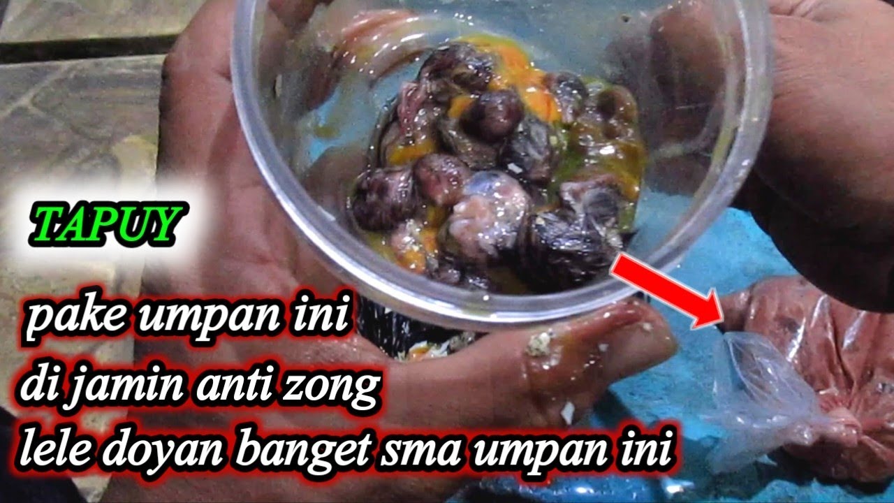 umpan kesukaan lele galatama ‼️ tapuy / tabung puyuh / bayi tabung