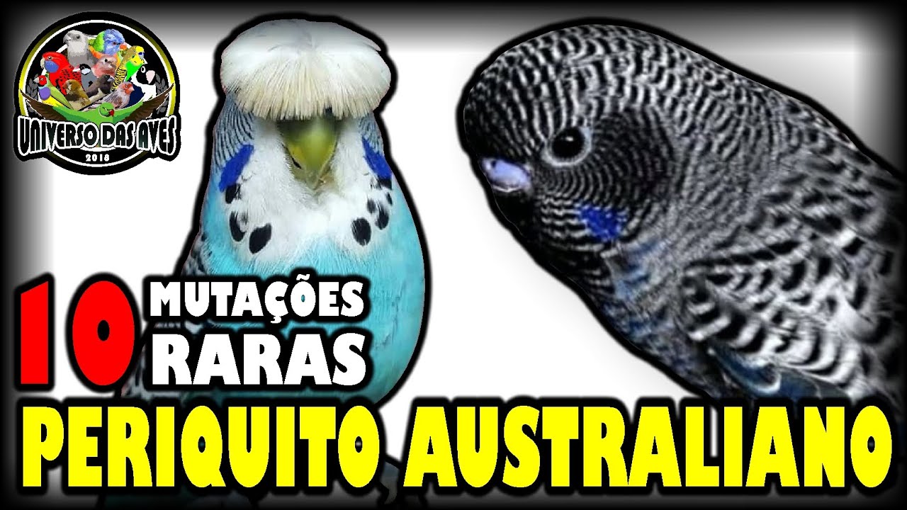 AS 10 MUTAÇÕES MAIS RARAS E DIFICEIS DE SER VISTAS - PERIQUITO AUSTRALIANO!
