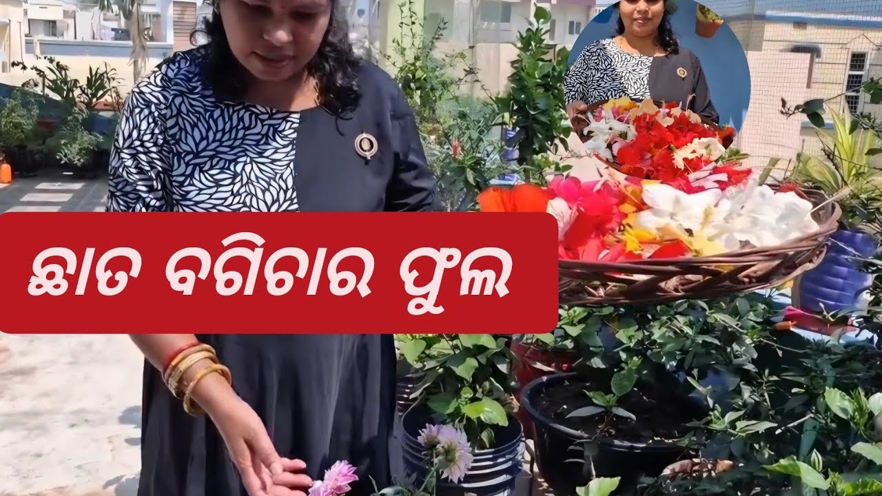 4 Mar  ଛାତ ବଗିଚାର ବିଭିନ୍ନ ପ୍ରକାରର ଫୁଲ  |Chhat ke upar flower garden | flower from organic Gardening 