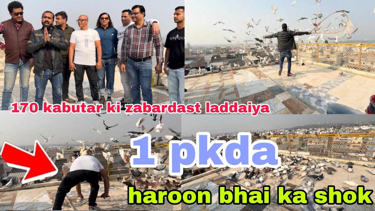 Haroon bhai ka shok. 170 kabutar ki zabardast laddaiya 1 hyderabadi kabutar pkda aaj ka shiikar 