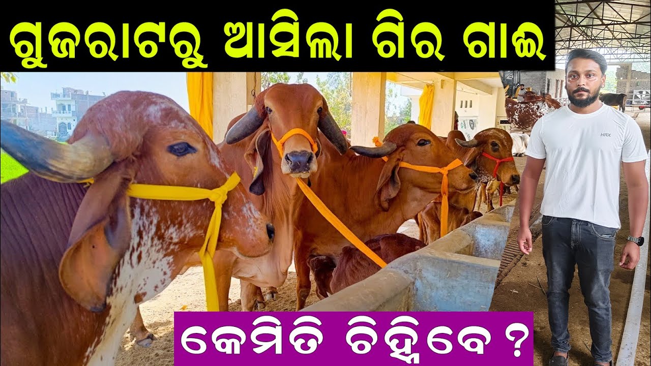 ଗୁଜରାଟରୁ ଆସିଲା ଗିର ଗାଈ || How to start Gir Cow Farm in Odisha. @EfarmingOdisha
