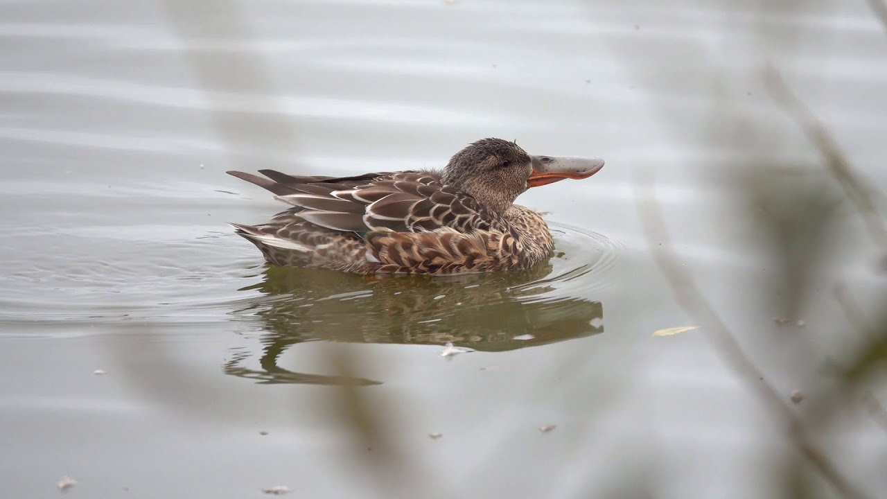 Slobeend \ Shoveler