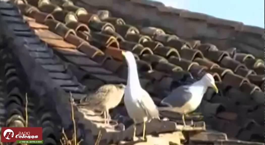I gabbiani a Roma