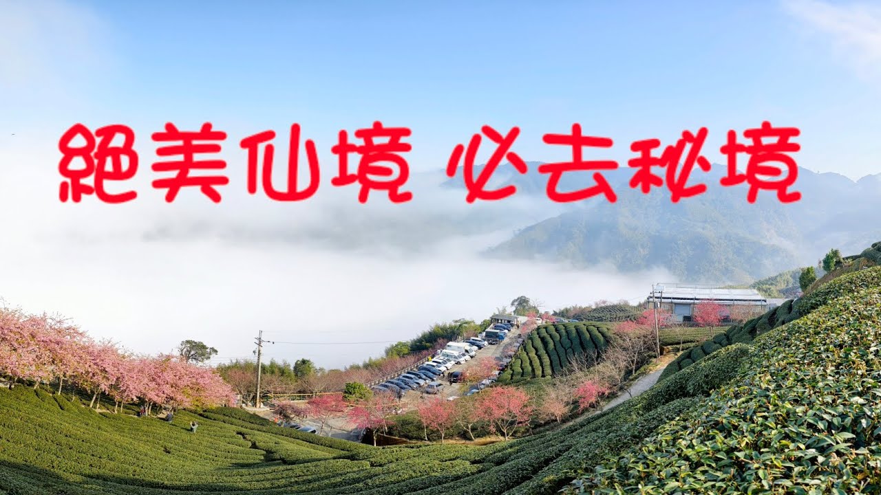 2026 八卦茶園 美到令人窒息！當粉紅櫻花遇上波濤雲海 2026/2/8  #跟著我們去旅行 #八卦茶園 #櫻花季 #雲海 #台灣旅遊 #攝影秘境 #空拍