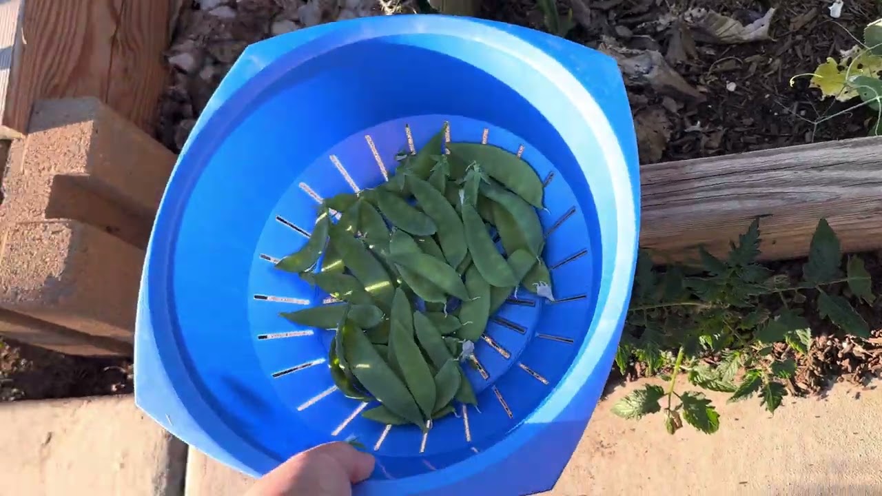 First big harvest of 2026