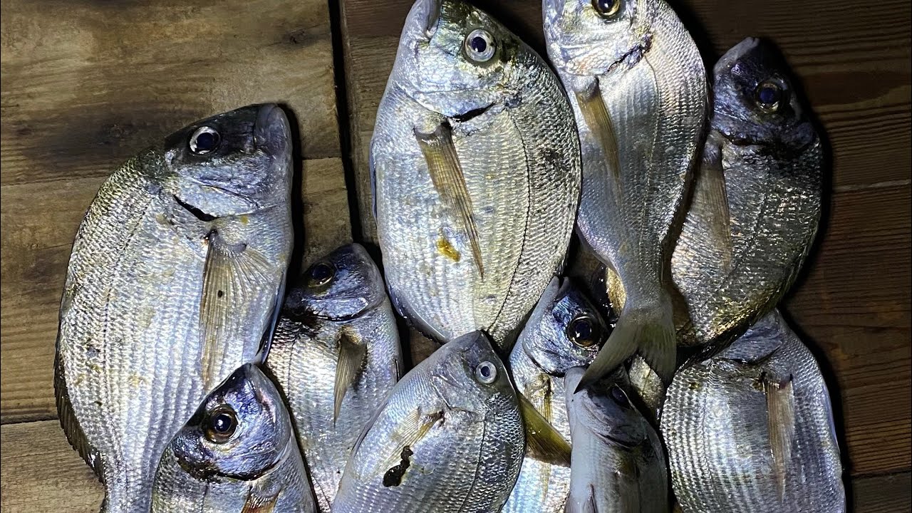 Takoz Sargozlar Geldi! Assos (Behramkale Antik Liman) Balık Avı!