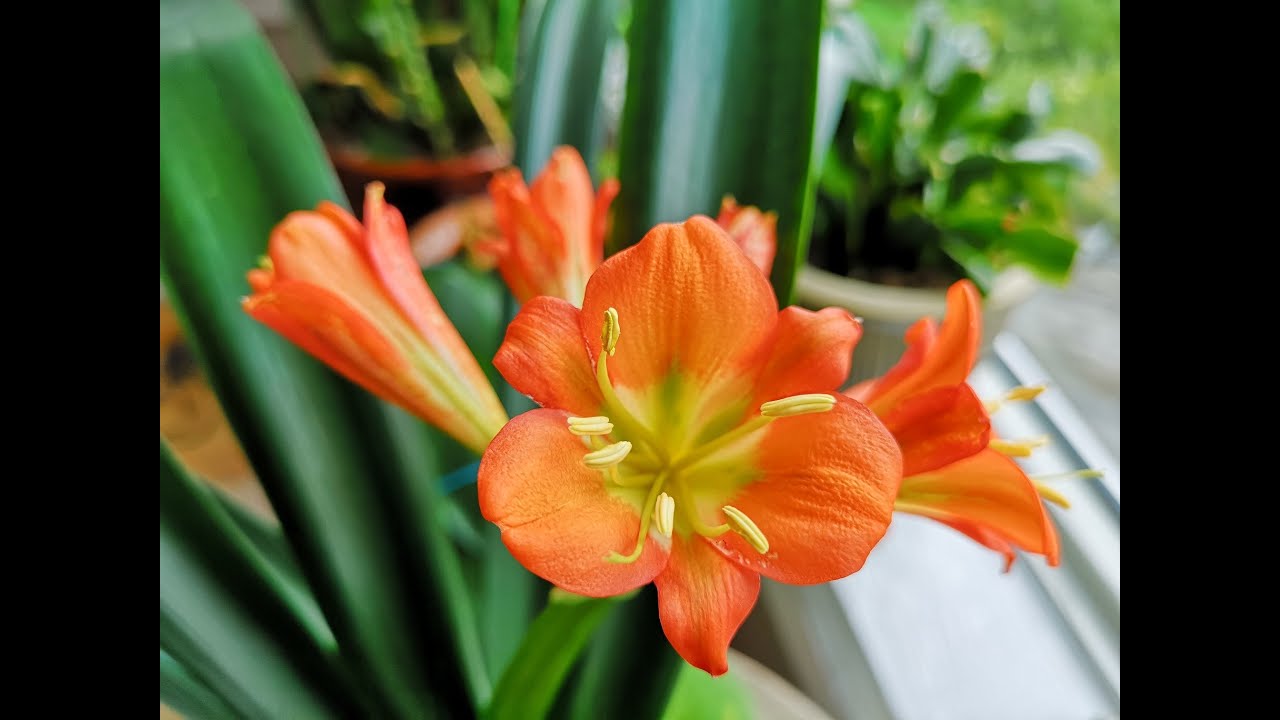 君子兰换盆 - 君子兰怎么养 Change fertilizer soil for Clivia (clivia plant care)