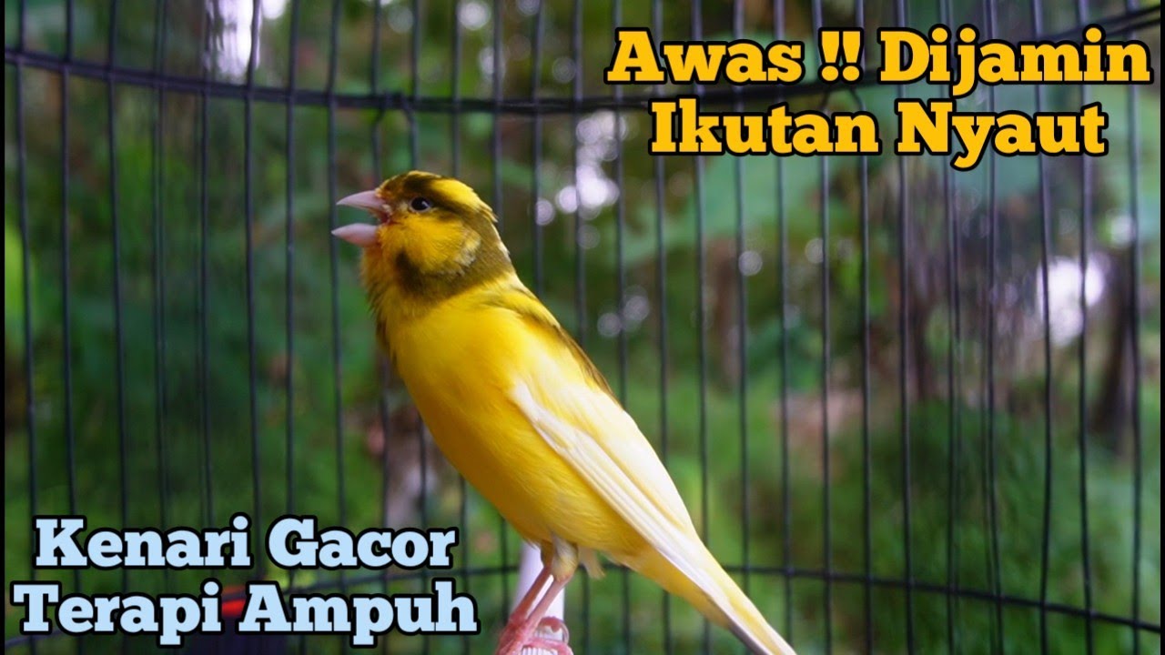 Awas !! Kenari Gacor Panjang Cuit Cuit Emosi, Pancingan Kenari Paud Belajar Bunyi, terapi ampuh 