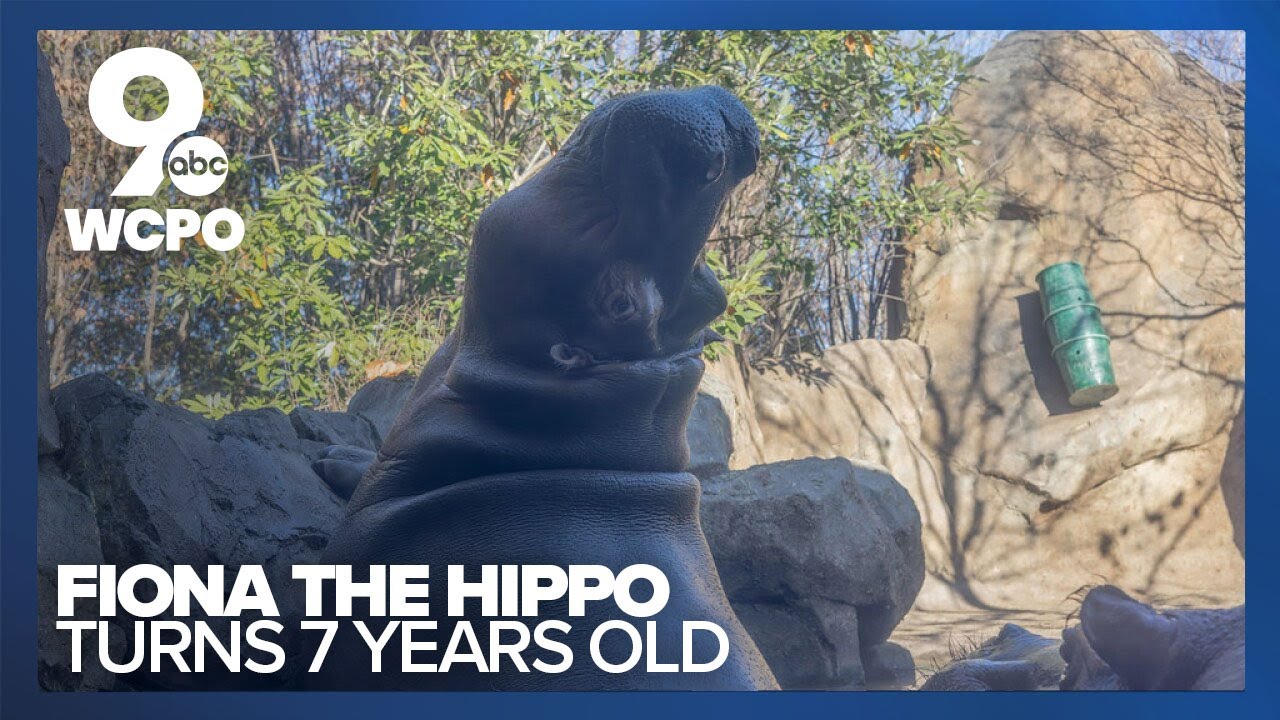 Cincinnati Zoo celebrates Fiona the hippo's birthday