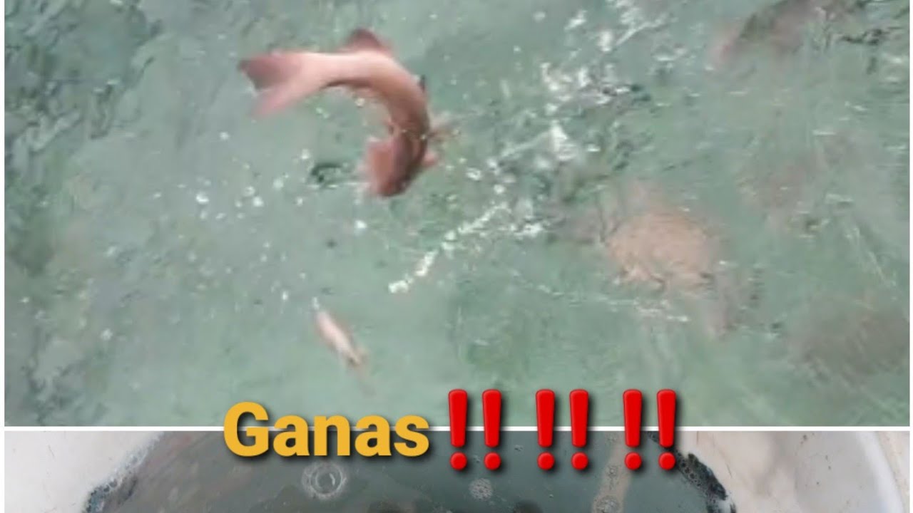 Memberi Makan Kerapu Cantang Dan Kerapu sunu Budidaya Menggunakan Ikan Hidup Auto Ganas‼️‼️😱😱😱😱