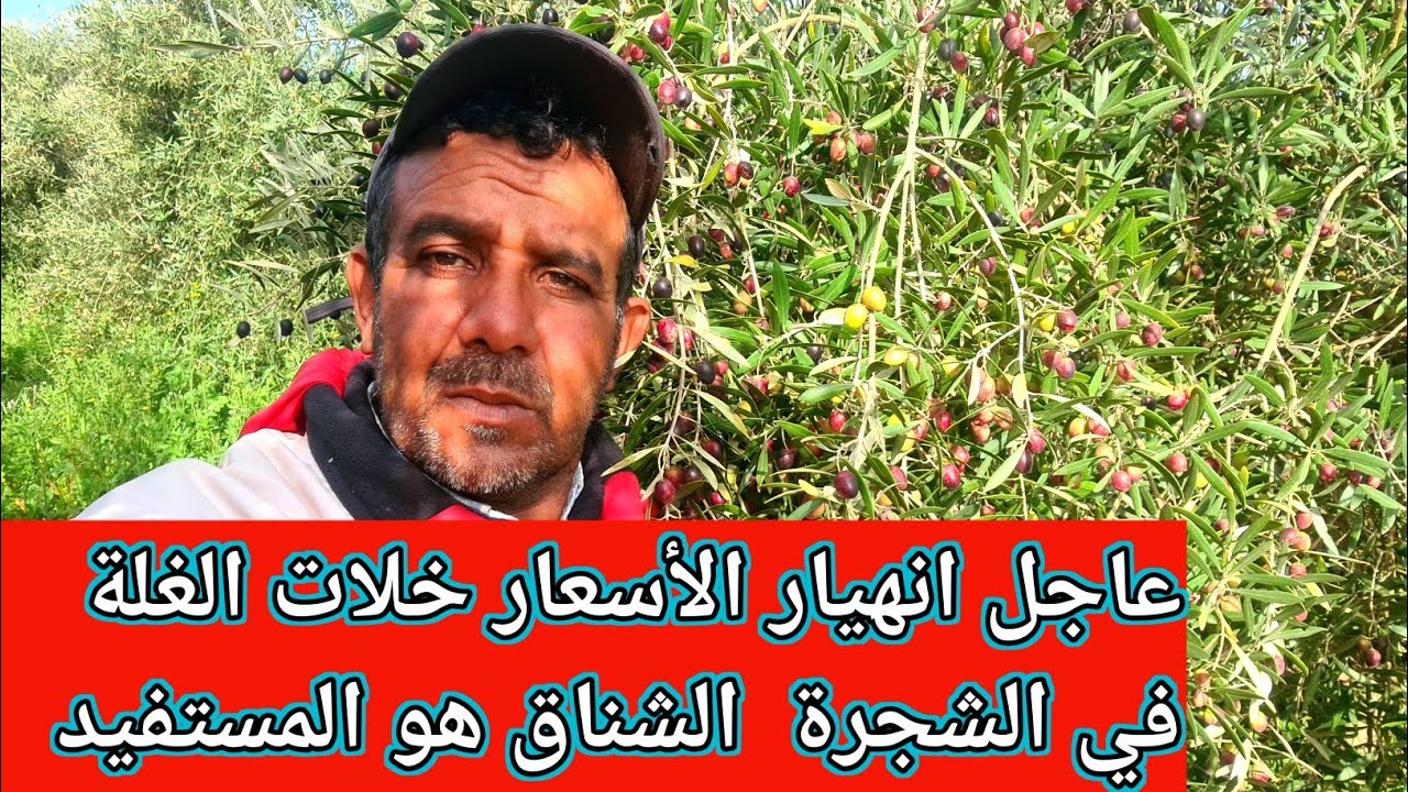 عاجل ومباشر انهيار اثمنة الزيتون خلات الغلة في الشجرة شوفو هد الخيرات