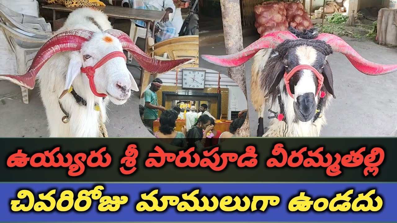 Vuyyuru veramma thalli festival last day!!#viramma thalli #festival#hindu#you tube video#@avhr7452